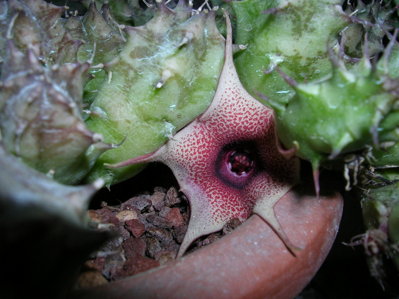 Huernia laevis 