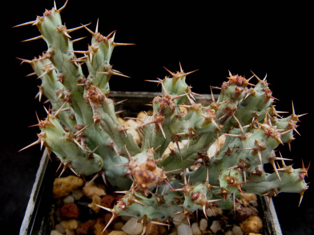 Euphorbia laikipiensis 