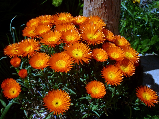 Lampranthus aureus 