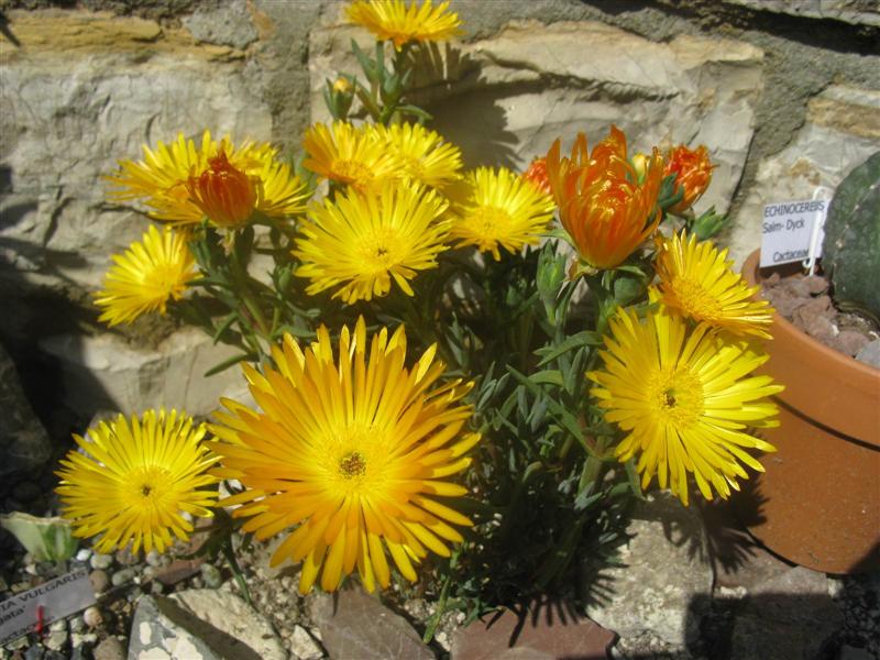 Lampranthus aureus 