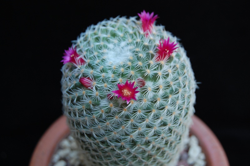 Mammillaria lanata 