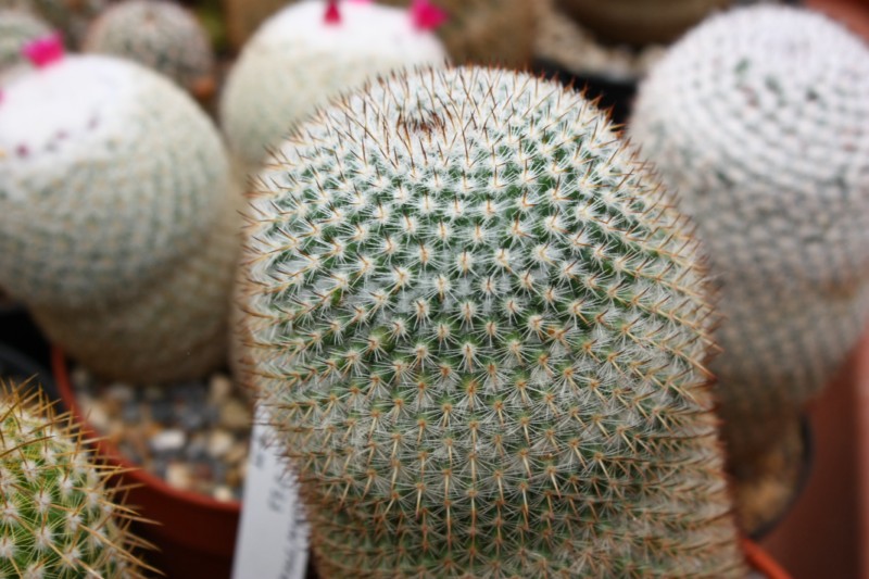 Mammillaria lanigera 