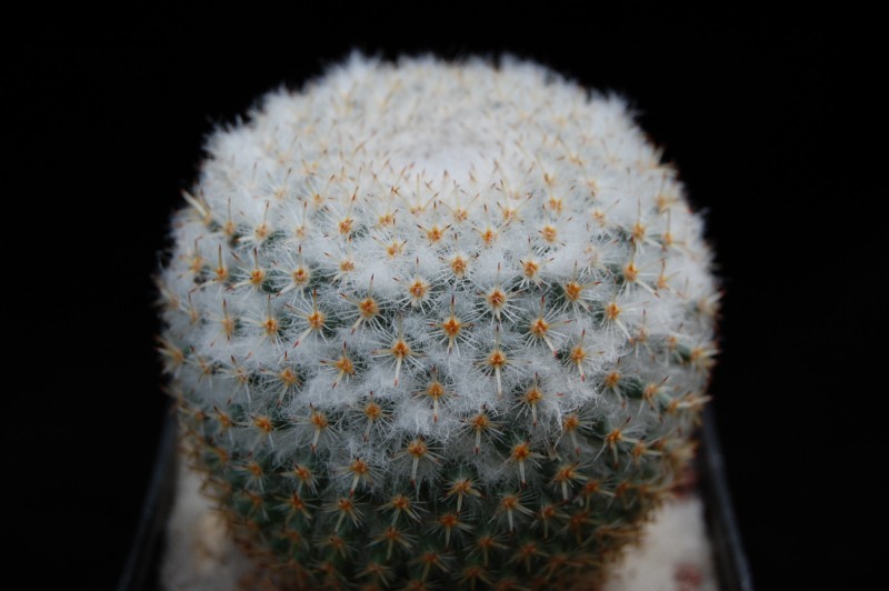 Mammillaria lanigera REP 944