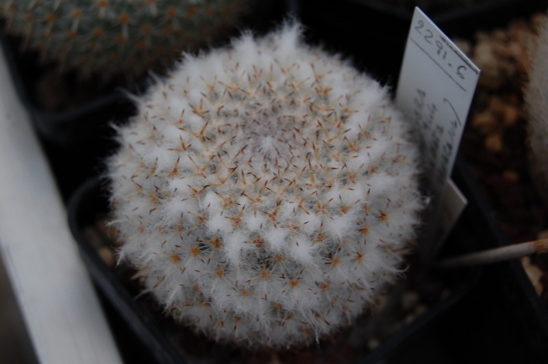 Mammillaria lanigera REP 944