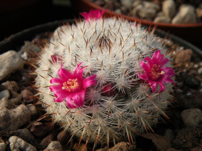 mammillaria albilanata ssp. oaxacana