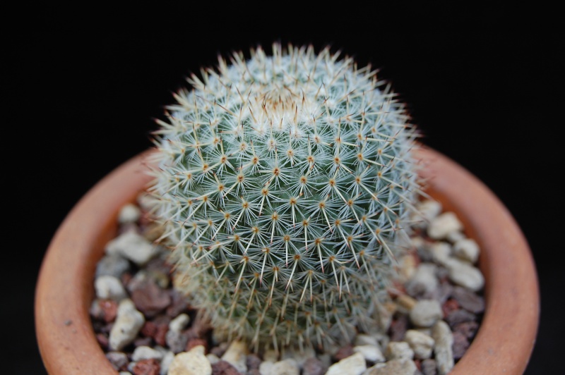 Mammillaria lanigera ML 358