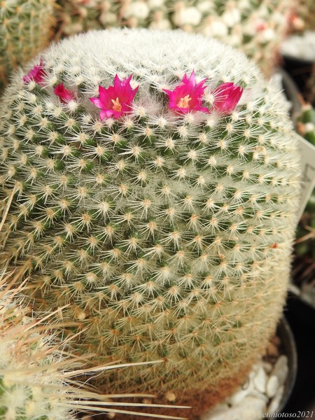 Mammillaria lanigera v. juxtlahuacensis rog 876