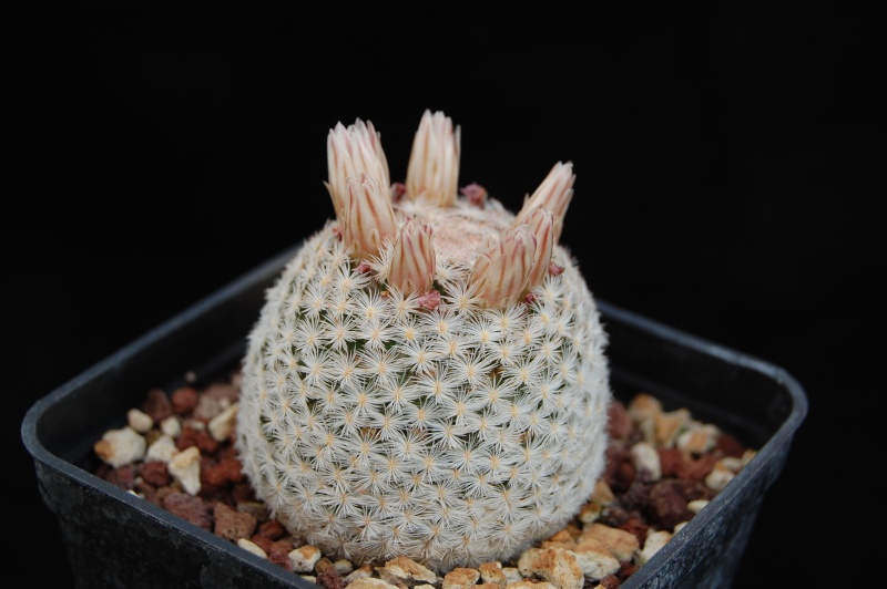 Mammillaria lasiacantha SB 255