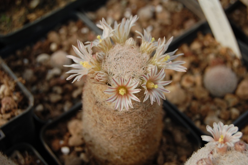 Mammillaria lasiacantha SB 398