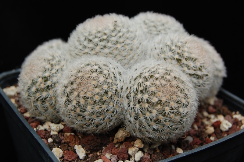 Mammillaria lasiacantha SB 500