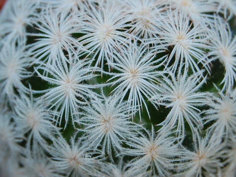 Mammillaria lasiacantha MZ 185