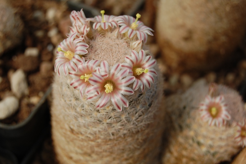 Mammillaria lasiacantha SB 398