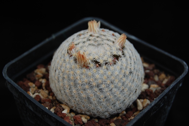 Mammillaria lasiacantha SB 1063