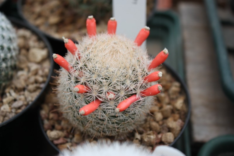 Mammillaria lasiacantha RS 571