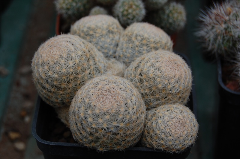 Mammillaria lasiacantha SB 1091