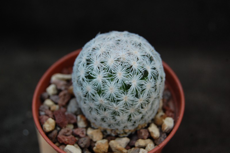 Mammillaria lasiacantha MZ 185