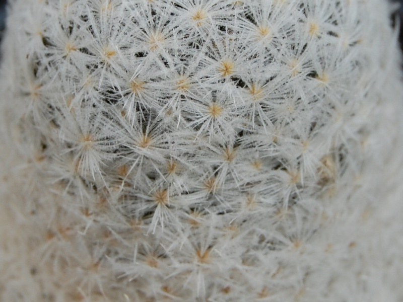 Mammillaria lasiacantha SB 500