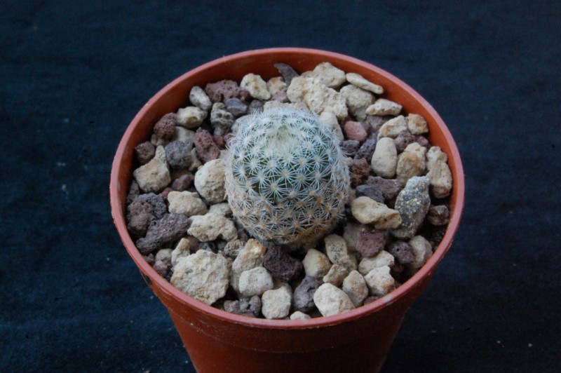 Mammillaria lasiacantha P 295