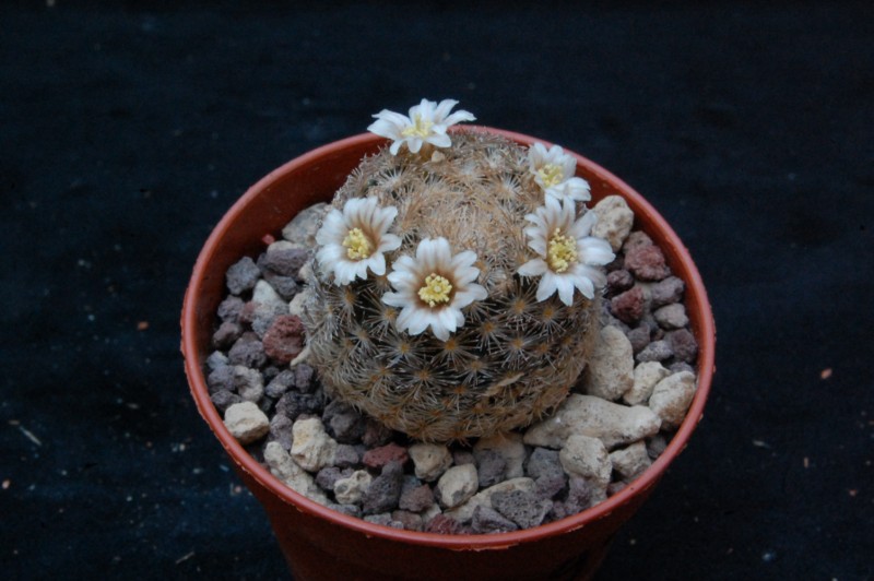 Mammillaria lasiacantha WTH 732