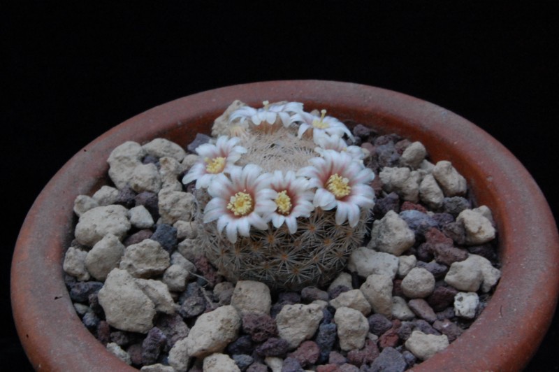 Mammillaria lasiacantha WTH 732