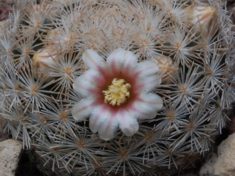 Mammillaria lasiacantha WTH 732