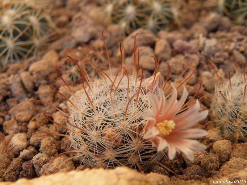 mammillaria lasiacantha ssp. viescensis f. diablensis