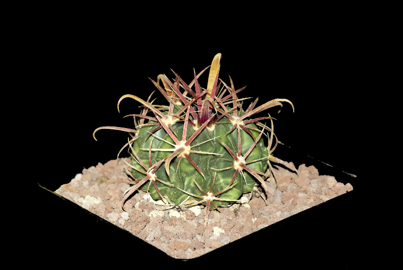 Ferocactus latispinus 