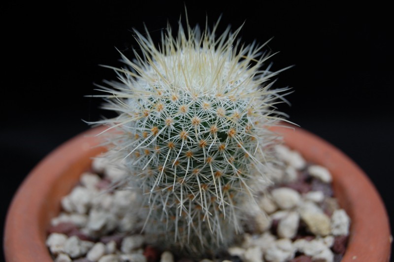 Mammillaria dixanthocentron LAU 1059