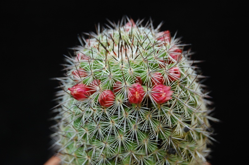 Mammillaria xaltianguensis v. aguilensis (?) LAU 1155