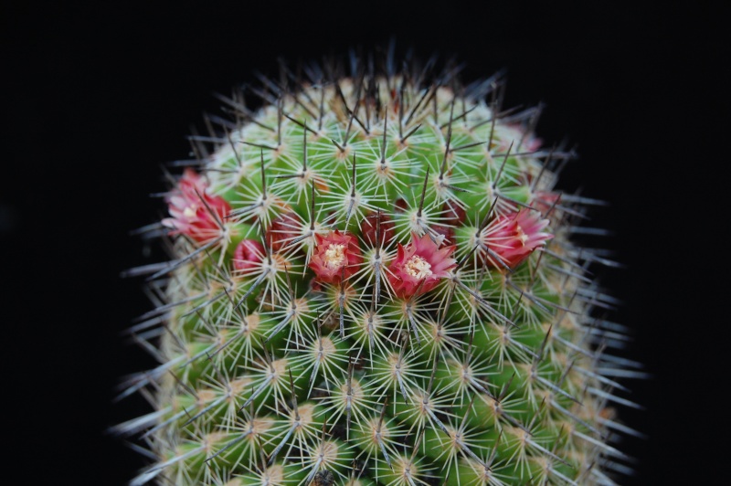 Mammillaria xaltianguensis v. aguilensis (?) LAU 1155