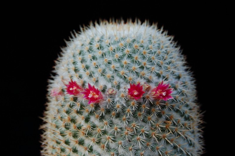 Mammillaria dixanthocentron LAU 60