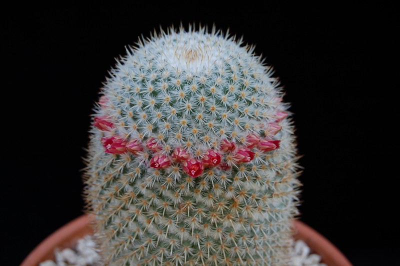 Mammillaria dixanthocentron LAU 60