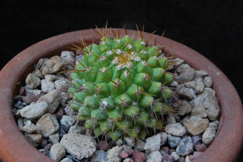 Mammillaria marksiana LAU 621