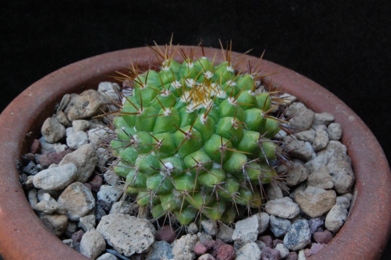 Mammillaria marksiana LAU 621