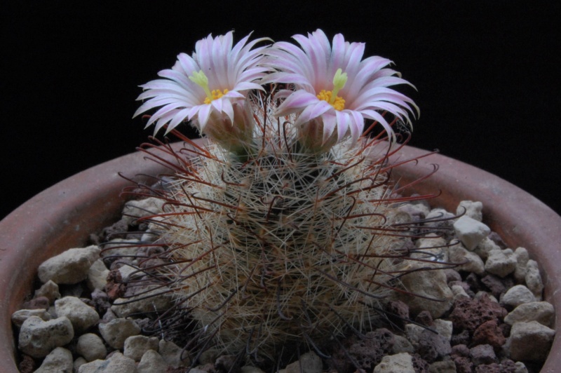 Mammillaria wrightii ssp. wilcoxii LAU 1079