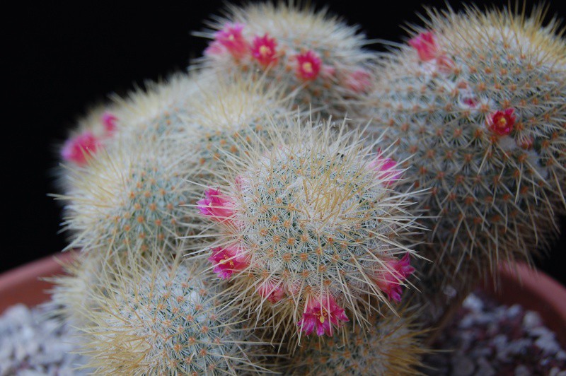 Mammillaria dixanthocentron LAU 1087