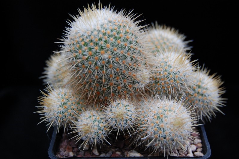 Mammillaria dixanthocentron LAU 1087