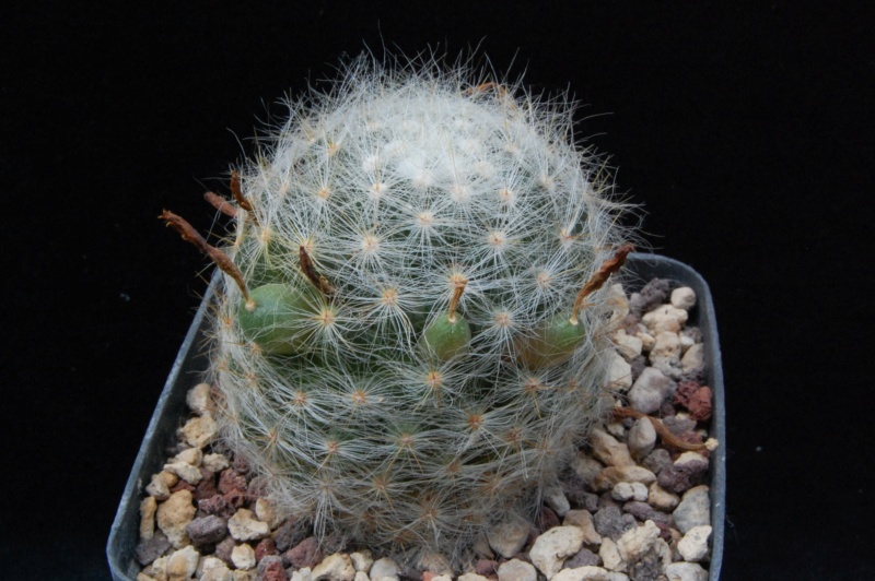 Mammillaria baumii LAU 1139