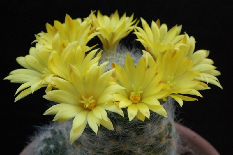 Mammillaria baumii LAU 1139