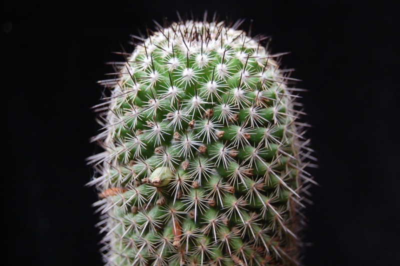 Mammillaria xaltianguensis v. aguilensis (?) LAU 1155