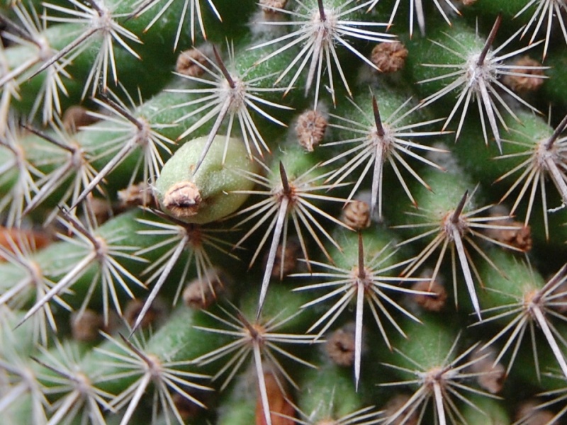 Mammillaria xaltianguensis v. aguilensis (?) LAU 1155