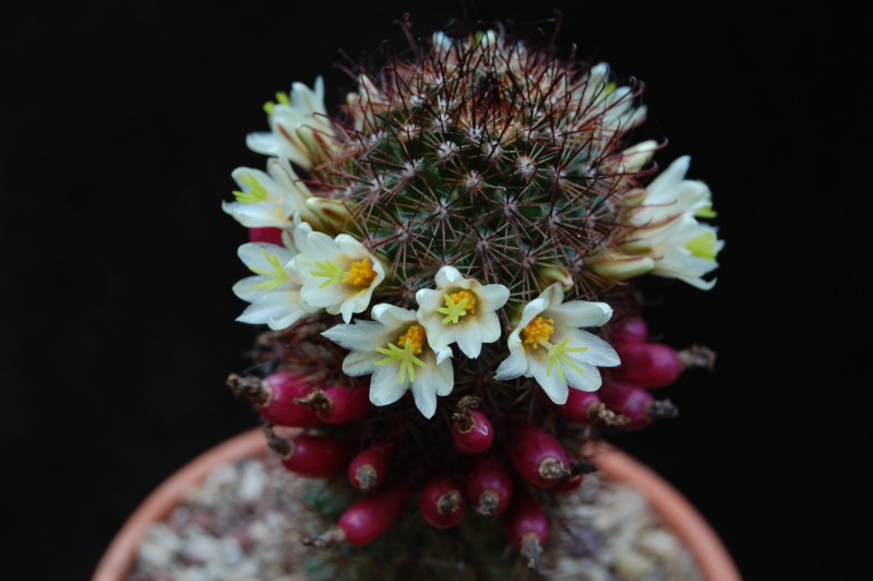 Mammillaria dioica LAU 44