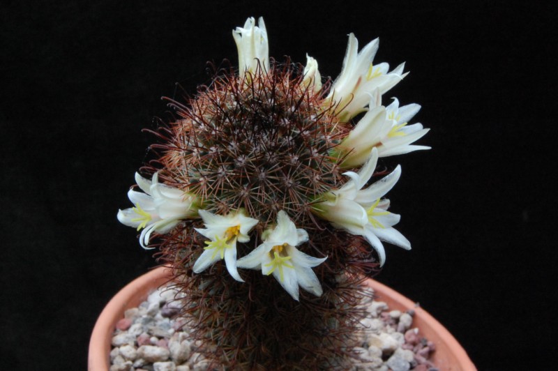 Mammillaria dioica LAU 44