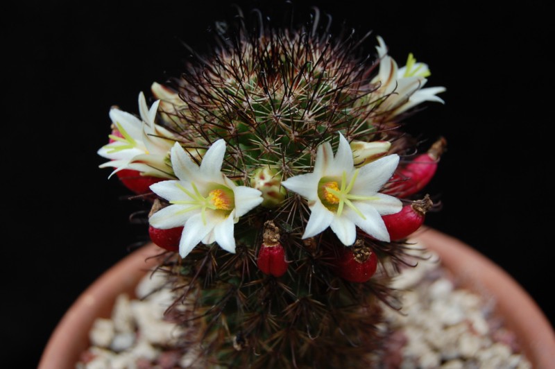 Mammillaria dioica LAU 44