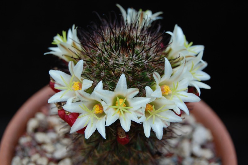 Mammillaria dioica LAU 44