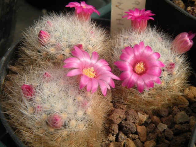 Mammillaria laui ssp. dasyacantha 