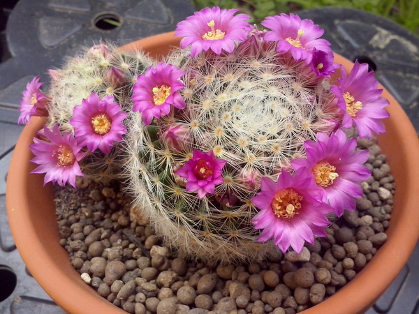 Mammillaria laui 