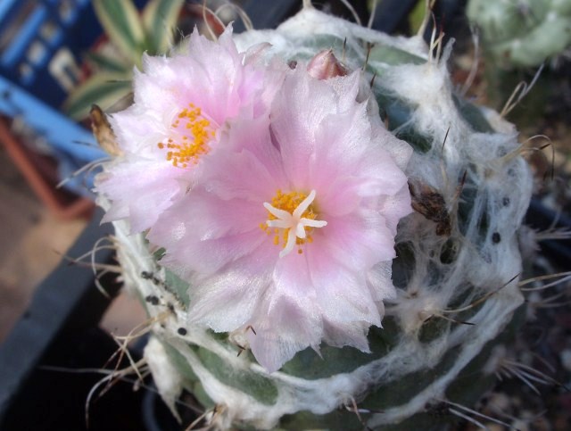 Turbinicarpus laui 