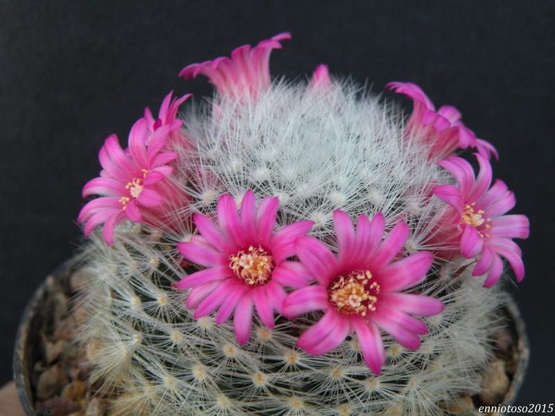 Mammillaria laui ssp. dasyacantha 