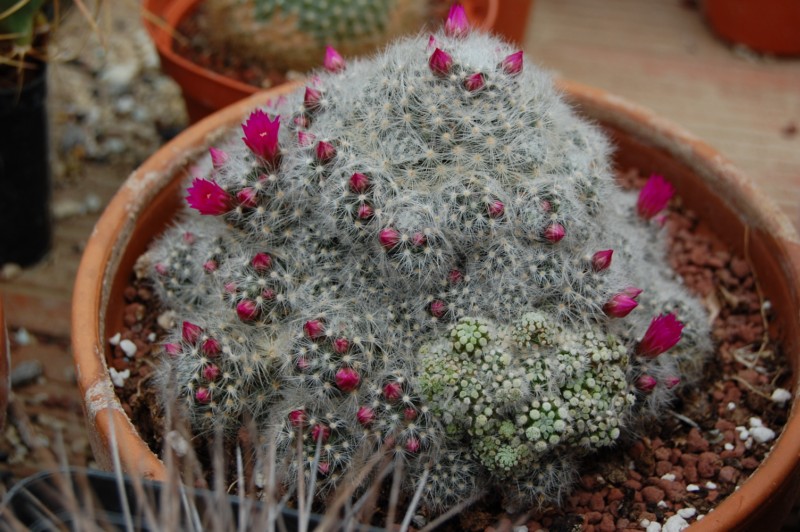 Mammillaria laui ssp. dasyacantha 